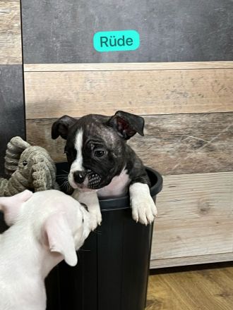 American Pocket Bully