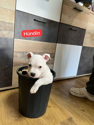 American Pocket Bully