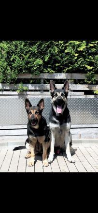 Osteuropäische Schäferhunde