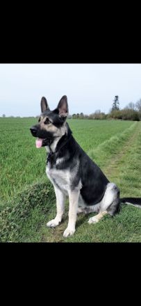 Osteuropäische Schäferhunde