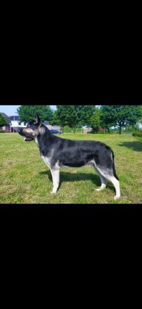 Osteuropäische Schäferhunde