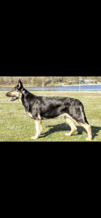 Osteuropäische Schäferhunde