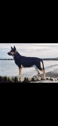 Osteuropäische Schäferhunde