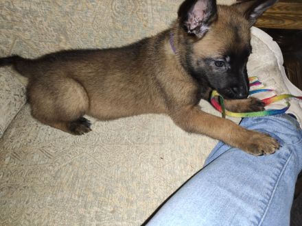 Malinois Welpen