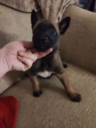 Malinois Welpen