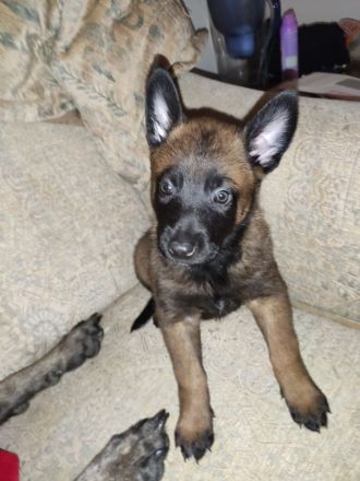 Malinois Welpen