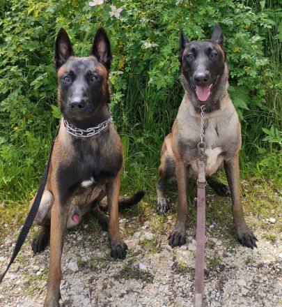 Malinois Welpen