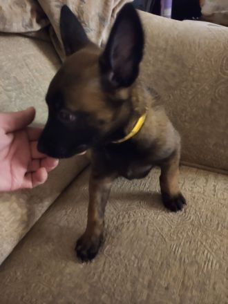 Malinois Welpen