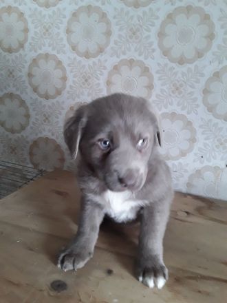 4wunderschöne Aussidor Welpen suchen noch ein