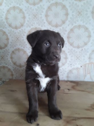 4wunderschöne Aussidor Welpen suchen noch ein