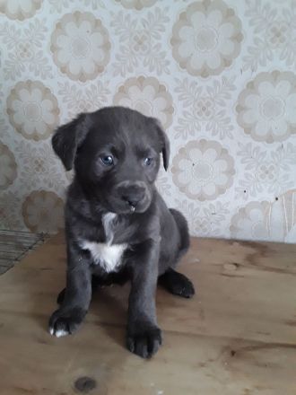 4wunderschöne Aussidor Welpen suchen noch ein