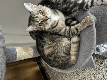 Katzen Kitten männlich/weiblich