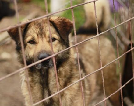 Phönix wartet auf seine Chance