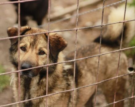 Phönix wartet auf seine Chance