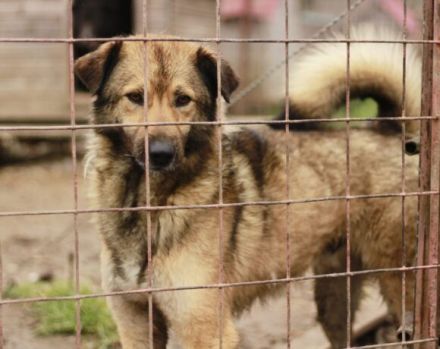 Phönix wartet auf seine Chance