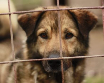 Phönix wartet auf seine Chance