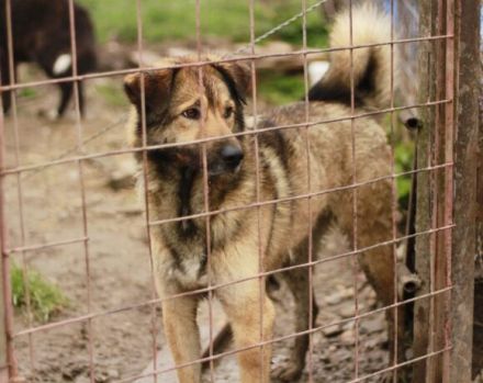 Phönix wartet auf seine Chance