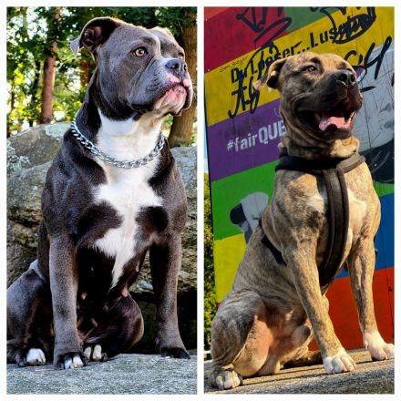 Old english bulldog / American Bully Xl