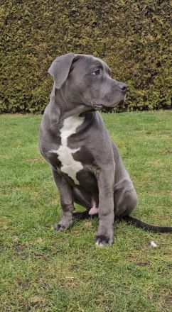 Old english bulldog / American Bully Xl