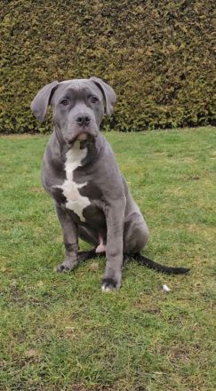 Old english bulldog / American Bully Xl