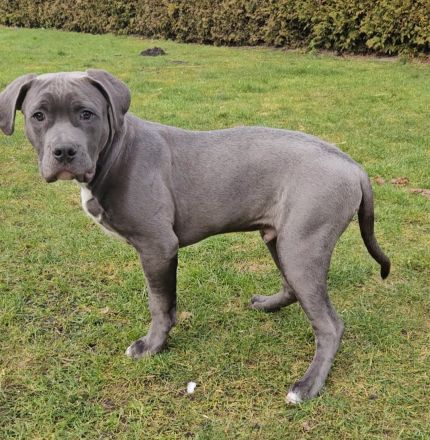 Old english bulldog / American Bully Xl