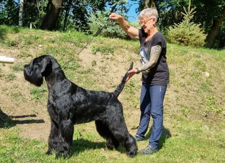 Riesenschnauzer v. Blackmoore