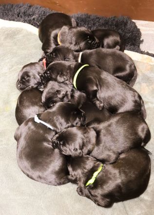 Riesenschnauzer v. Blackmoore