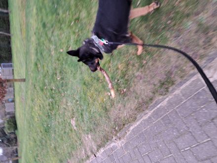 Schweren Herzens abzugeben