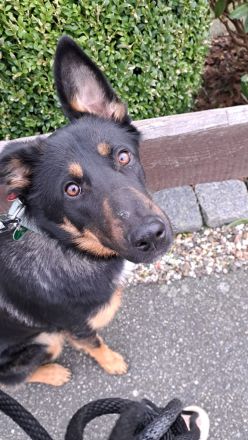 Schweren Herzens abzugeben