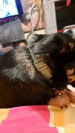 Schweren Herzens abzugeben