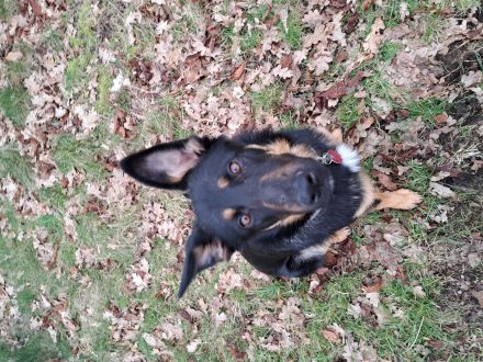 Schweren Herzens abzugeben