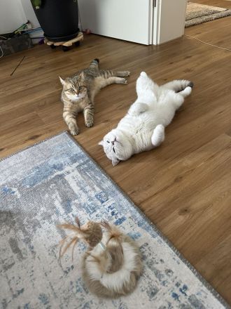 😻 BRITISCH SHORT HAIR😻 RESERVIERT ❗