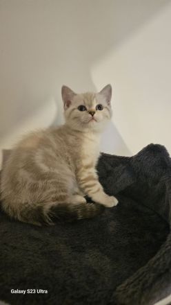 😻 BRITISCH SHORT HAIR😻 RESERVIERT ❗