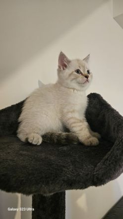 😻 BRITISCH SHORT HAIR😻 RESERVIERT ❗