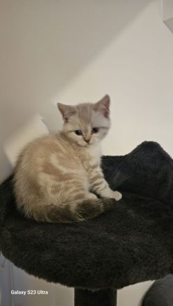 😻 BRITISCH SHORT HAIR😻 RESERVIERT ❗