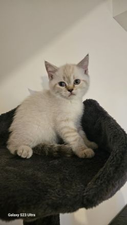 😻 BRITISCH SHORT HAIR😻 RESERVIERT ❗