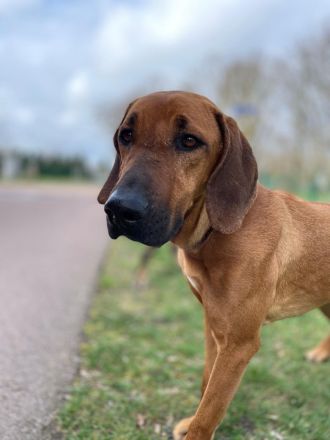 Ridgeback Hündin