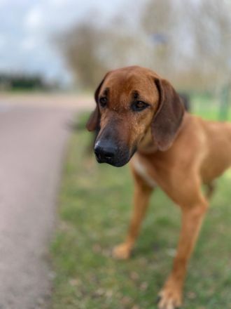 Ridgeback Hündin
