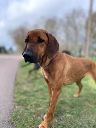 Ridgeback Hündin
