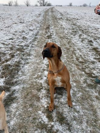 Ridgeback Hündin