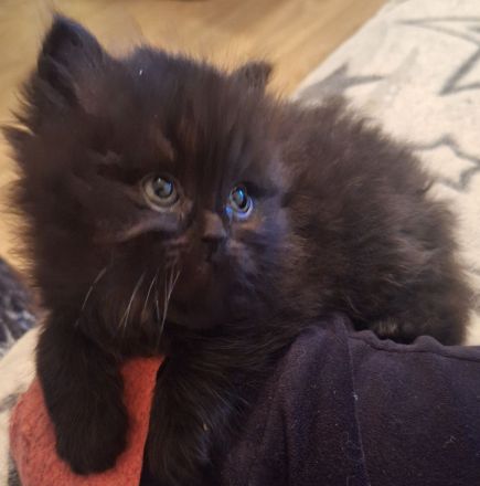 3 bezaubernde Perser Babys