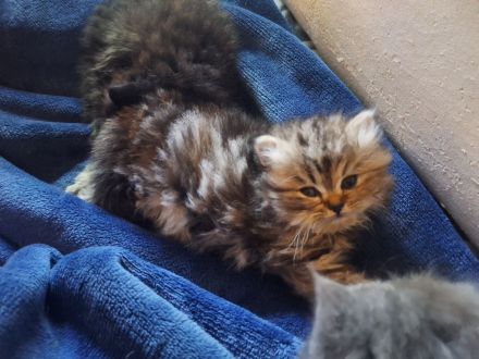 3 bezaubernde Perser Babys