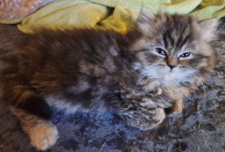 3 bezaubernde Perser Babys