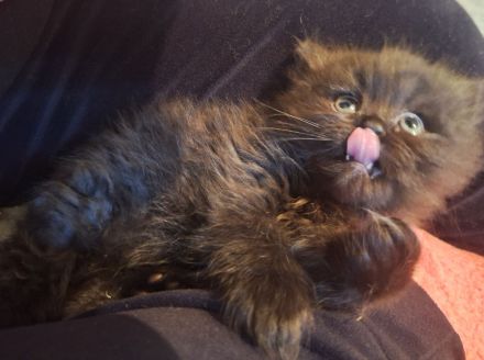 3 bezaubernde Perser Babys