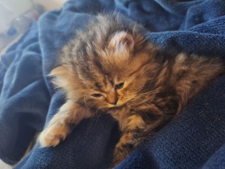 3 bezaubernde Perser Babys