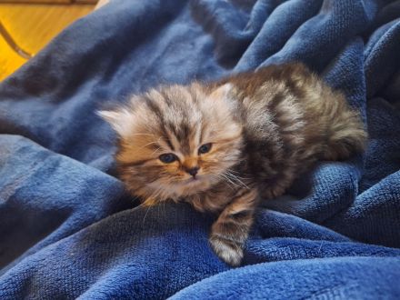 3 bezaubernde Perser Babys