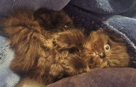 3 bezaubernde Perser Babys