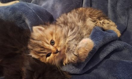 3 bezaubernde Perser Babys