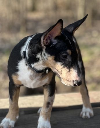 Miniatur Bullterrier Hündin 15 Wochen alt