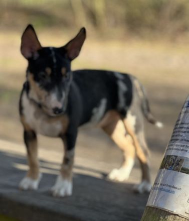 Miniatur Bullterrier Hündin 15 Wochen alt